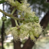 Pithecellobium dulce (Roxb.) Benth.